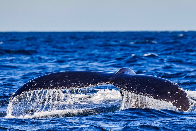 Swim with Whales Gold Coast - Coolangatta Stop: The first push for whales