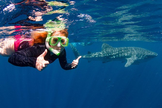 Swimming with the Whale Sharks - Ningaloo Reef (Exmouth) - Why Ningaloo Reef makes whale-shark season feel real