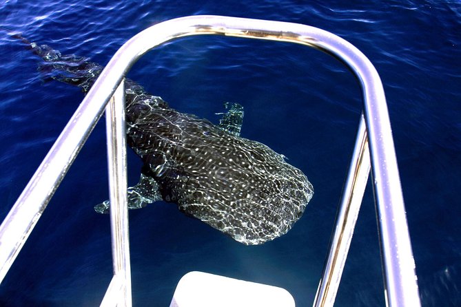 Swimming with the Whale Sharks - Ningaloo Reef (Exmouth) - Snorkel outing #2: the second chance that turns a good day into a wow day
