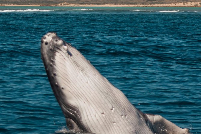 Swimming with the Whale Sharks - Ningaloo Reef (Exmouth) - Safety and comfort: what the crew’s approach means for you