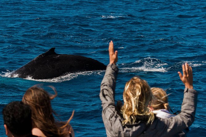 Swimming with the Whale Sharks - Ningaloo Reef (Exmouth) - Who this fits best in Exmouth (and who should think twice)
