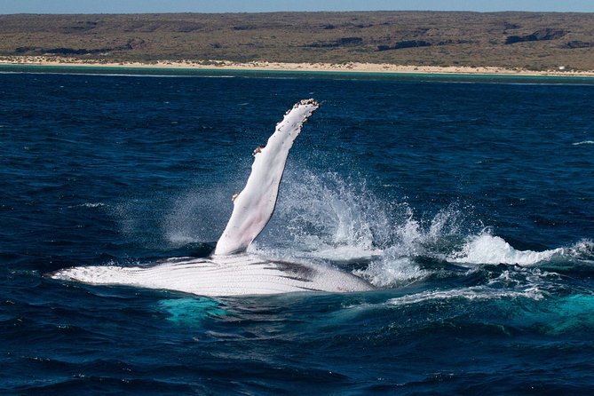 Swimming with the Whale Sharks - Ningaloo Reef (Exmouth) - Morning plan on Exmouth time: the 7:00 am start and the Ningaloo Blue setup