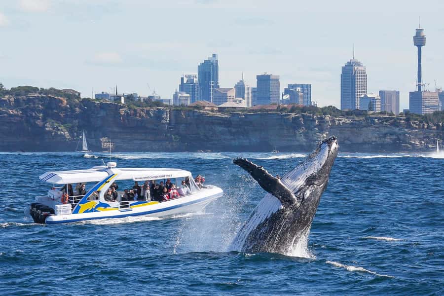 Sydney: 2.5 hour Adventure Whale Watching Cruise - Key highlights at a glance