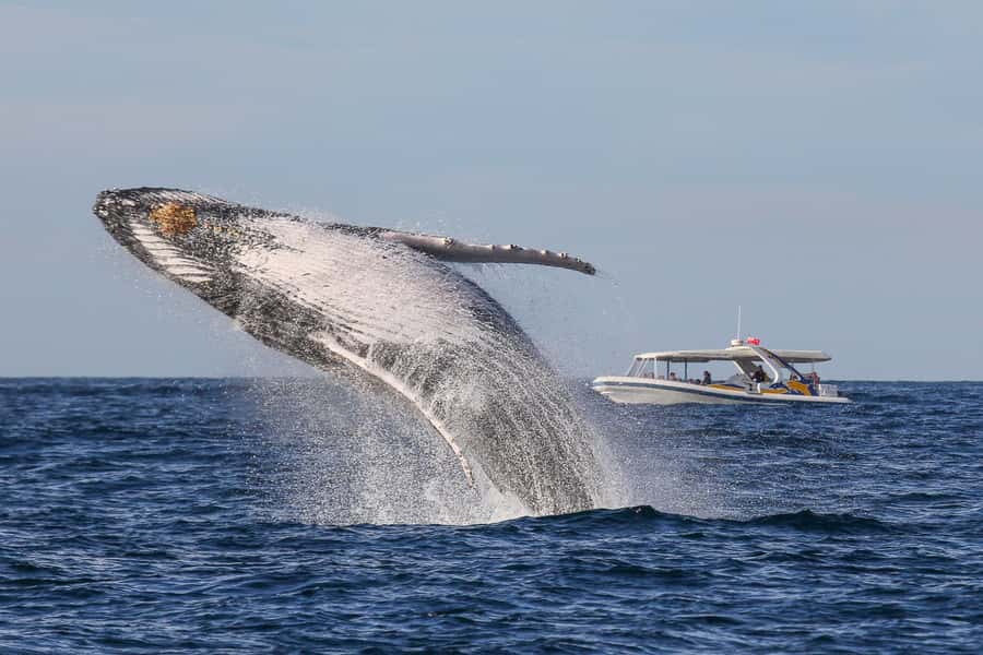 Sydney: 2.5 hour Adventure Whale Watching Cruise - What You’re Actually Buying in 150 Minutes (80 km/h and a Whale Guarantee)