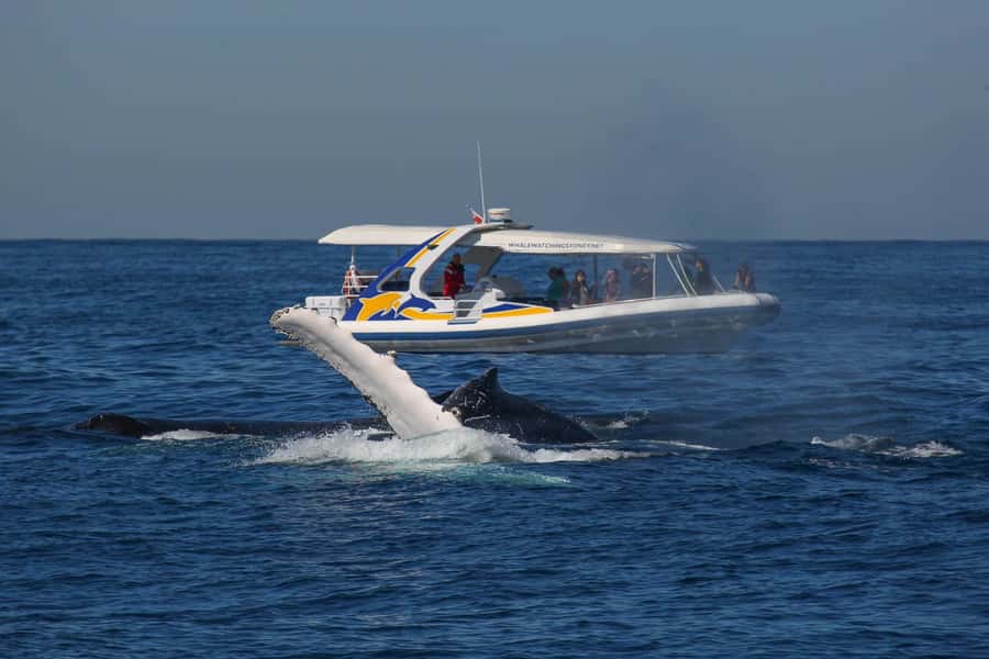 Sydney: 2.5 hour Adventure Whale Watching Cruise - The High-Speed Run Out: Why Getting There Fast Matters