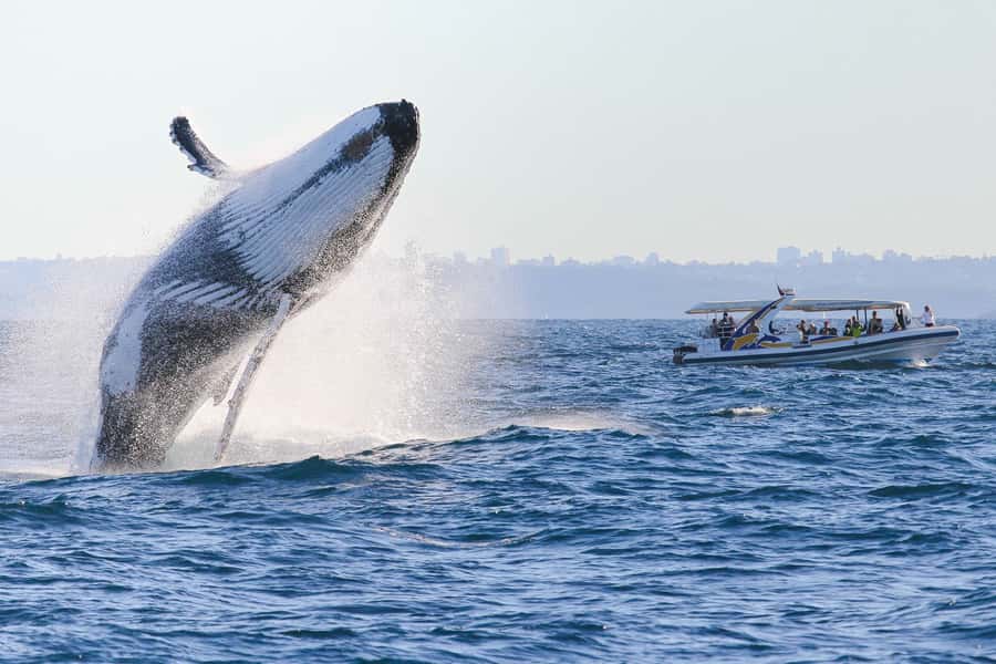 Sydney: 2.5 hour Adventure Whale Watching Cruise - Photos, Timing, and Making the Most of the Whale Surfaces
