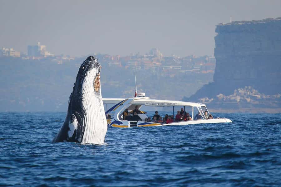 Sydney: 2.5 hour Adventure Whale Watching Cruise - Meeting Point and the Rescue-Boat Style You’ll Feel Immediately