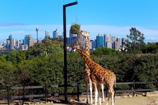Sydney 3, 5, or 7 Ticket Flexi Pass - Taronga Zoo and WILD LIFE Sydney Zoo: two different vibes