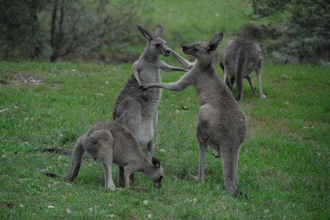 Sydney and Blue Mountains in One Day Private Tour - Featherdale Sydney Wildlife Park: a smart optional start