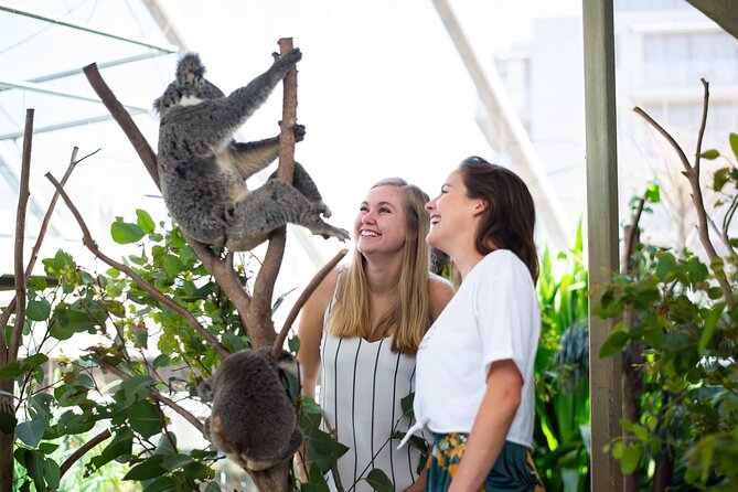 Sydney Attractions Pass: SEA LIFE Aquarium, Sydney Tower Eye, WILD LIFE Zoo and Madame Tussauds - SEA LIFE Sydney Aquarium: tunnels, penguins, and the kind of crowd you can outsmart