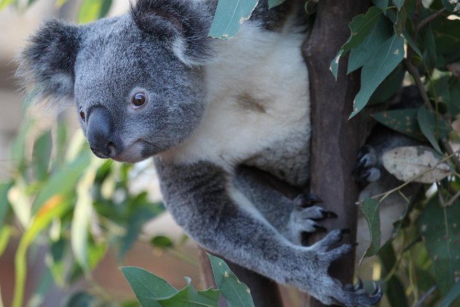 Sydney Attractions Pass: SEA LIFE Aquarium, Sydney Tower Eye, WILD LIFE Zoo and Madame Tussauds - Sydney Tower Eye: the 250-metre view that helps everything else click