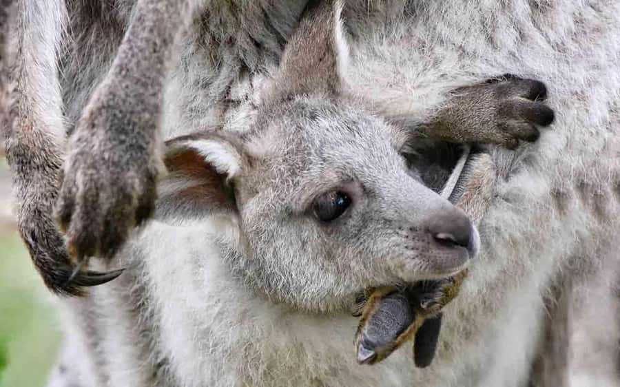 Sydney: Blue Mountains & Featherdale Wildlife Park Day Trip - Key highlights worth marking on your map