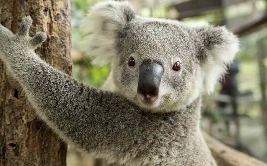 Sydney: Blue Mountains & Featherdale Wildlife Park Day Trip - Private guiding in a Mercedes-Benz 15-seat vehicle