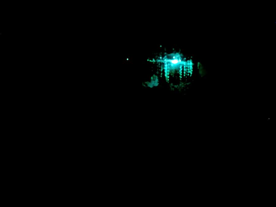 Sydney: Blue Mountains Glow Worms Wild Adventure by Night - Key Points I’d Bookmark Before You Go