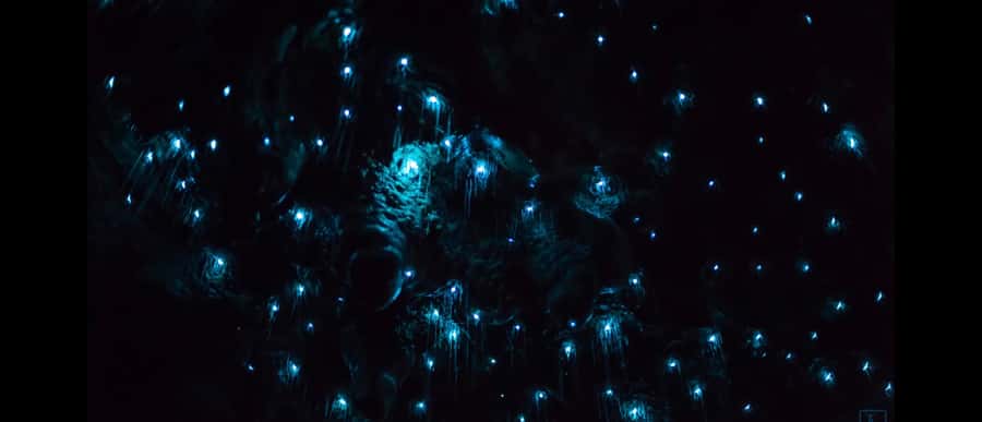 Sydney: Blue Mountains Glow Worms Wild Adventure by Night - Headlamps, Forest Sounds, and a Trail You Can Actually Follow