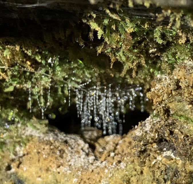 Sydney: Blue Mountains Glow Worms Wild Adventure by Night - Guide Talk That Goes Beyond Just the Worms