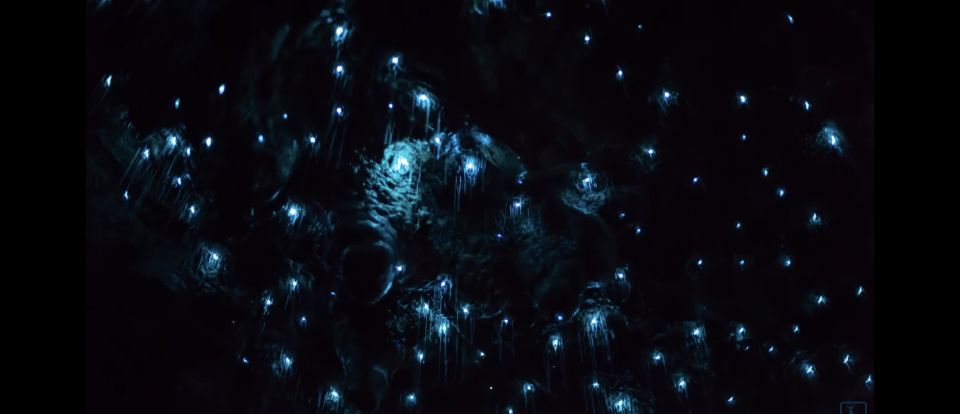 Sydney: Blue Mountains Glow Worms Wild Adventure by Night - Price and Value: What $130 Buys You