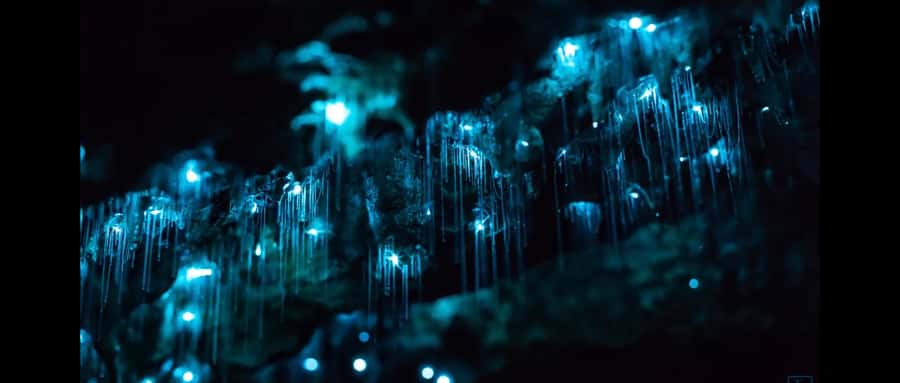 Sydney: Blue Mountains Glow Worms Wild Adventure by Night - Getting Collected in Sydney Without Stress (and What to Watch)