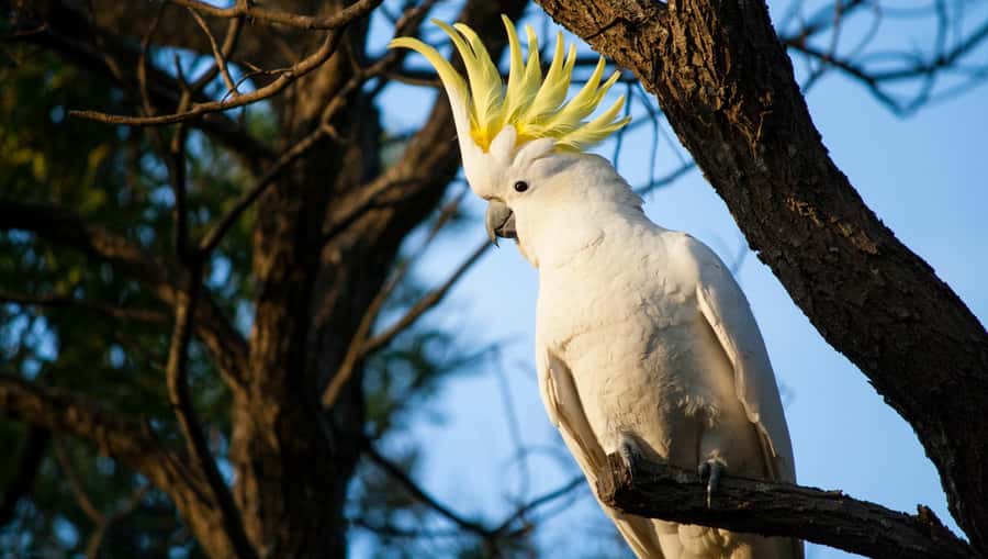 Sydney: Blue Mountains Kangaroos, Wilderness and Sunset Tour - The wilderness walks: formed trails, real climbs, big rewards