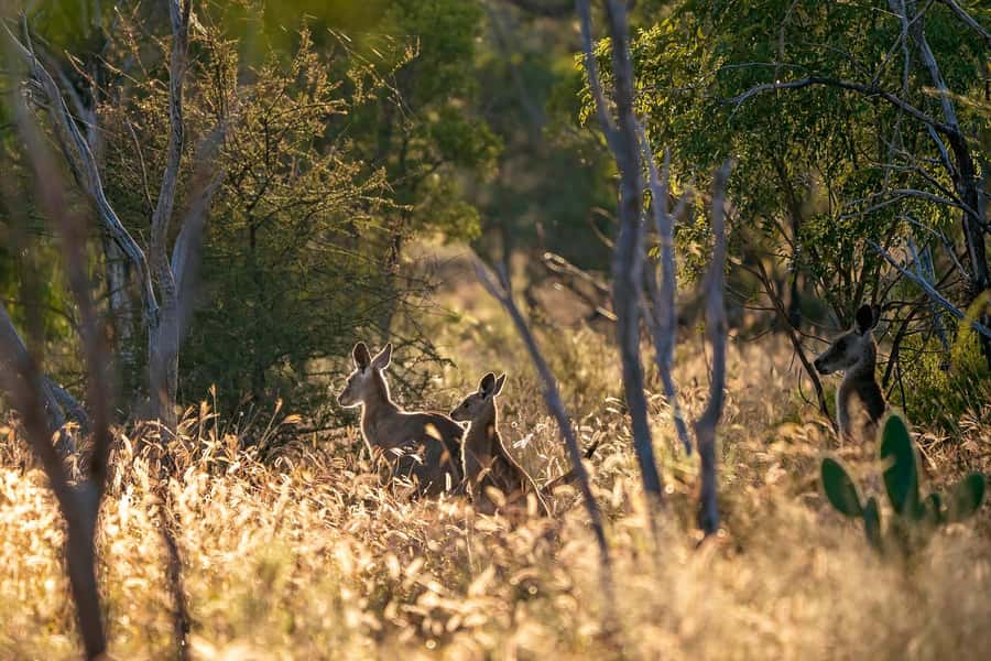 Sydney: Blue Mountains Kangaroos, Wilderness and Sunset Tour - The pickup at Circular Quay sets the tone
