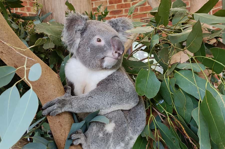 Sydney: Blue Mountains Late Start: Walks, Wildlife & Dinner - Price and value: is $210 worth it?