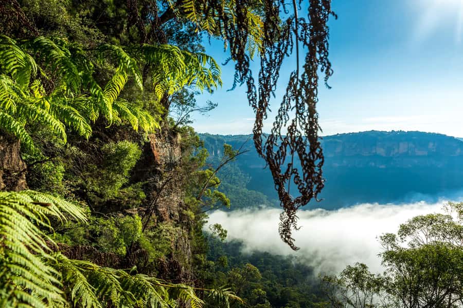 Sydney: Blue Mountains Late Start: Walks, Wildlife & Dinner - Megalong Valley: wildlife viewing plus calmer sightseeing