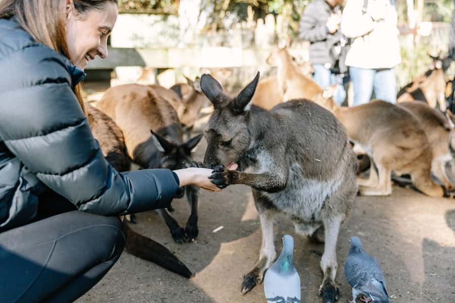 Sydney: Blue Mountains Scenic World, Wildlife Park and Lunch - Quick hits before you go