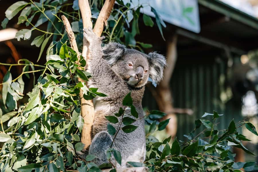 Sydney: Blue Mountains Scenic World, Wildlife Park and Lunch - Who this Blue Mountains Signature day trip suits best