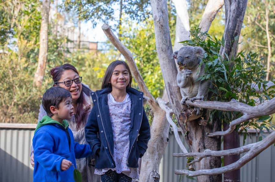 Sydney: Blue Mountains, Scenic World, Zoo & Lincoln's Rock - Key things to know before you go