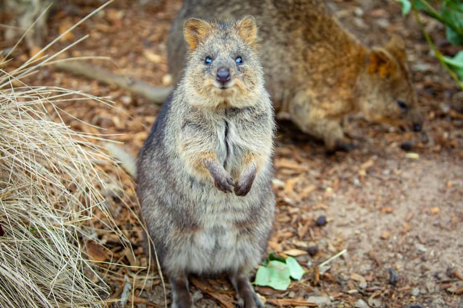 Sydney: Blue Mountains, Scenic World, Zoo & Lincoln's Rock - Coach comfort and guide-led flow: the difference between stress and ease