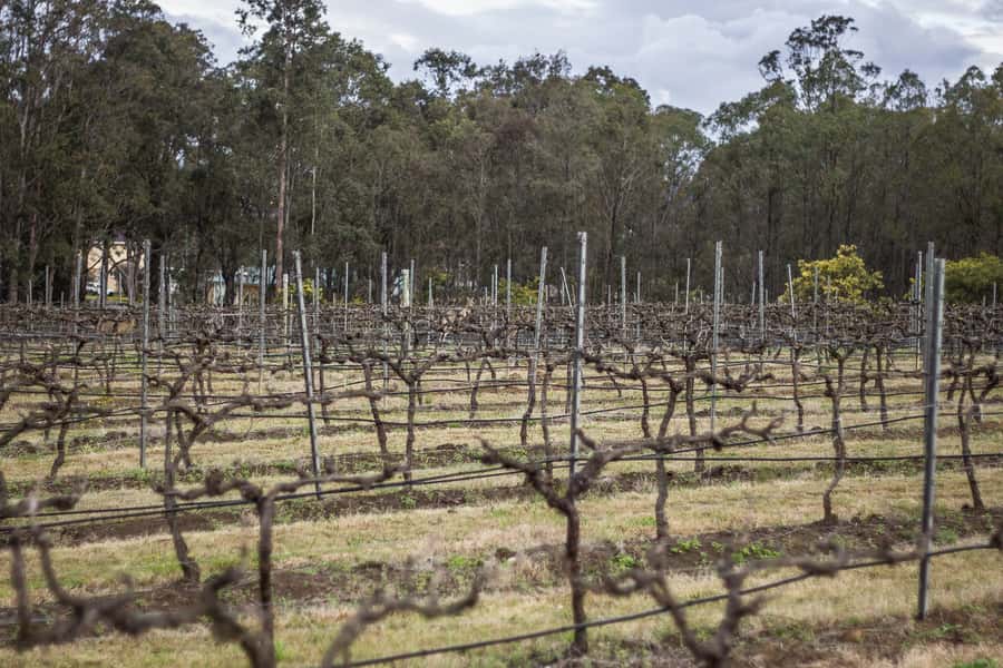 Sydney: Chef-Led Hunter Valley Food & Wine Tour - Price and value: what $196 really covers