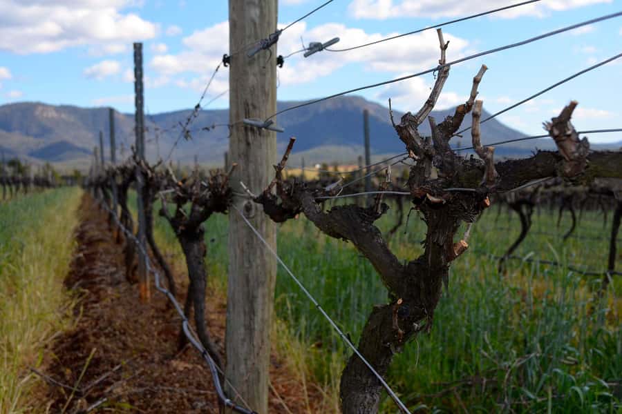 Sydney: Chef-Led Hunter Valley Food & Wine Tour - Logistics you’ll want to know before you go