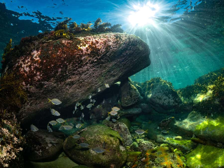 Sydney: Discover Scuba Dive at Australia's most Iconic Beach - Price and Logistics: Is $407 Good Value for What You Get?