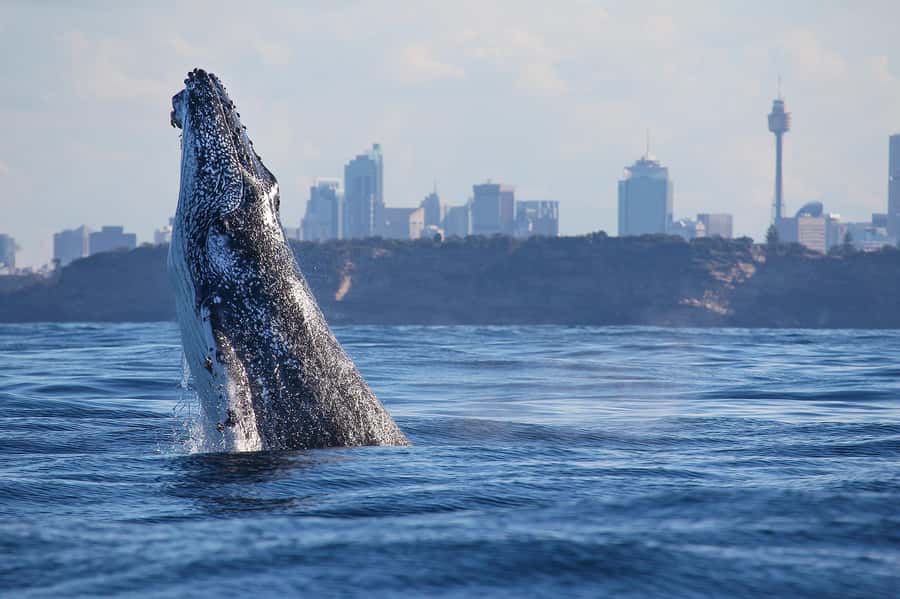 Sydney: Discovery Whale Watching Tour by Catamaran - Key things to know before you go