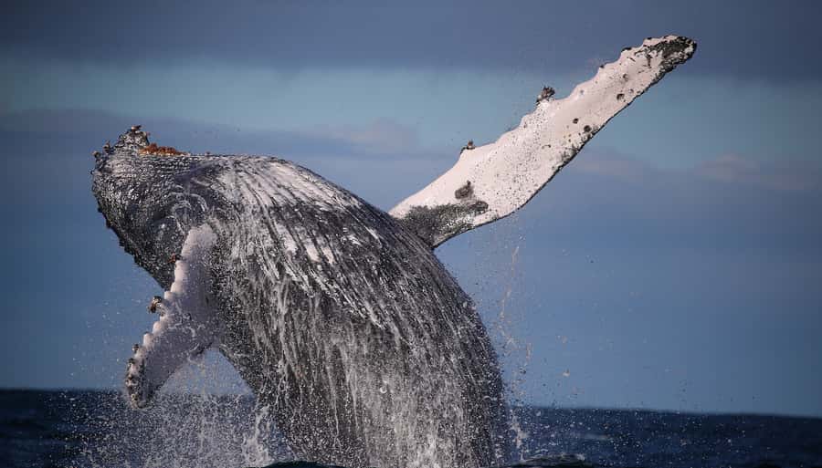 Sydney: Discovery Whale Watching Tour by Catamaran - A 30-minute blast to the open ocean from Aquarium Wharf