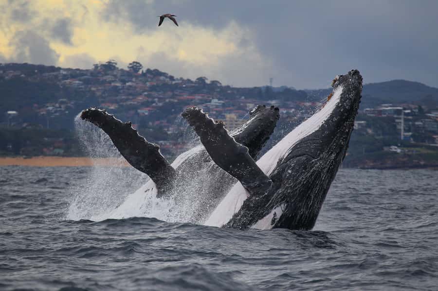 Sydney: Discovery Whale Watching Tour by Catamaran - How whale watching works on a high-speed catamaran