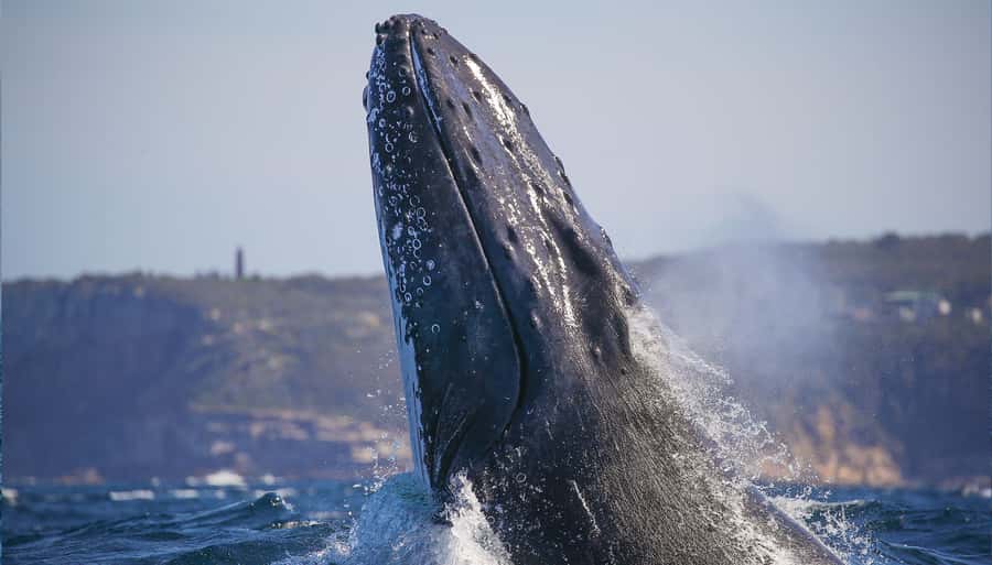 Sydney: Discovery Whale Watching Tour by Catamaran - Inside Fantasea Avalon: comfort, panoramic views, and quick deck time