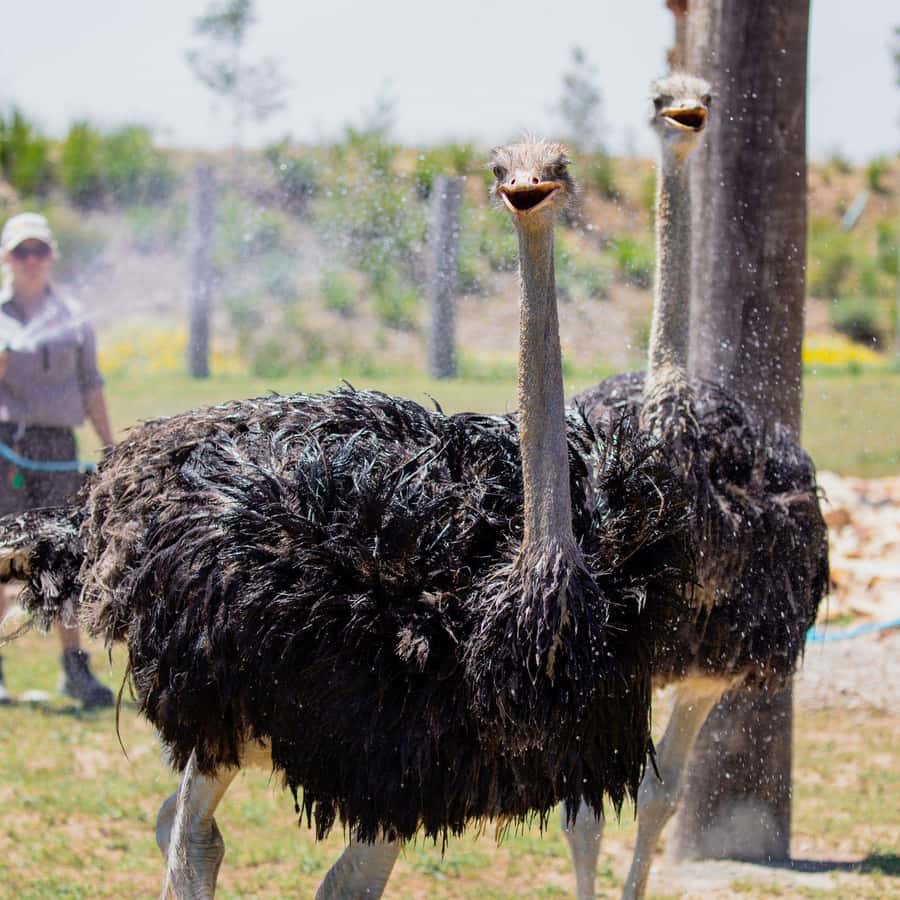 Sydney: Featherdale Wildlife Park Private Tour - A 4-hour private wildlife run from Sydney