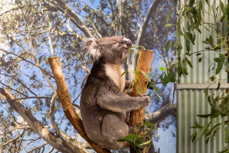 Sydney: Featherdale Wildlife Park Private Tour - Kangaroos, wallabies, and the open-range factor