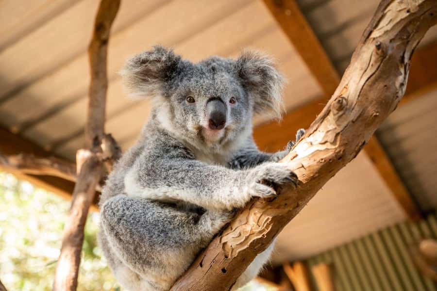 Sydney: Featherdale Wildlife Park Private Tour - Price and logistics: what $211 per person buys you
