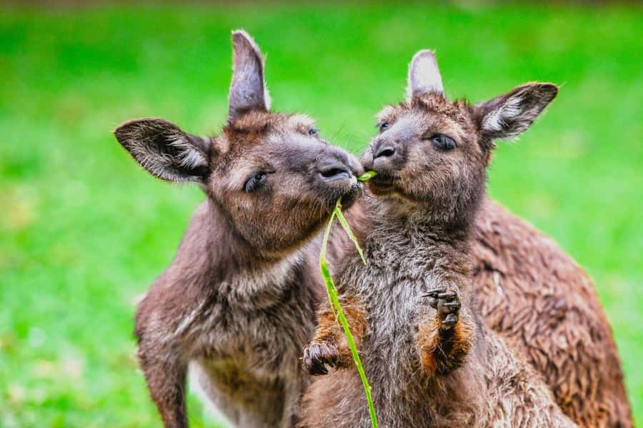 Sydney: Featherdale Wildlife Park Private Tour - What happens inside the park’s 2-hour window