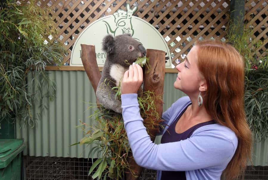 Sydney: Featherdale Wildlife Park Private Tour - Featherdale Wildlife Park: bush setting and a conservation-minded mission