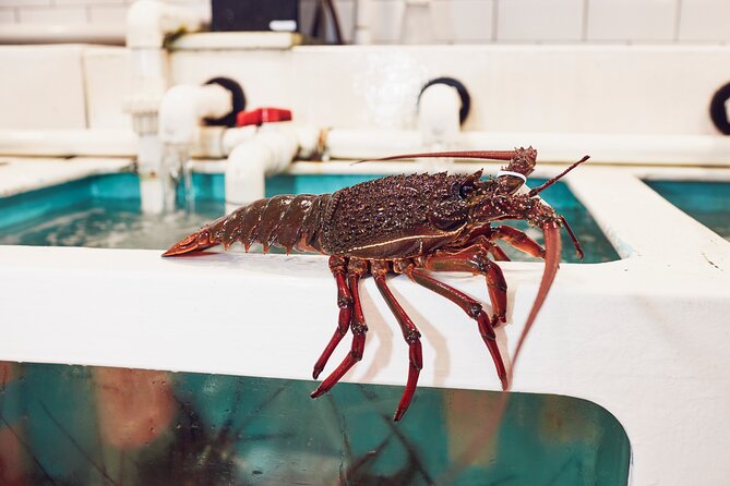 Sydney Fish Market Behind the Scenes Tour - Quality Checks and Why They Matter Before You Taste Anything