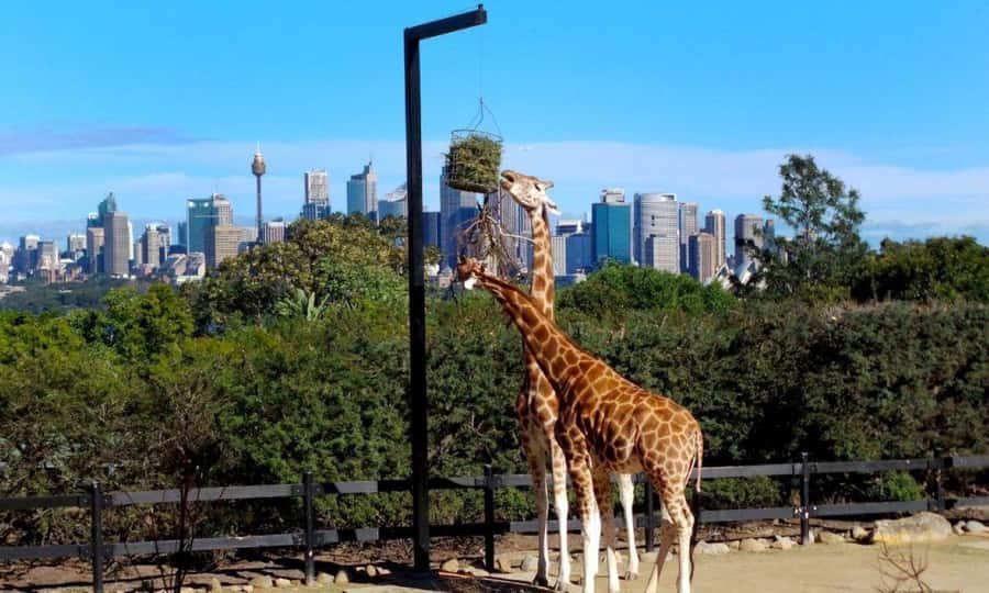 Sydney: Flexi Pass - Pick 3, 5 or 7 Experiences - Museums, pop culture, and interactive fun: Madame Tussauds and the VR lineup