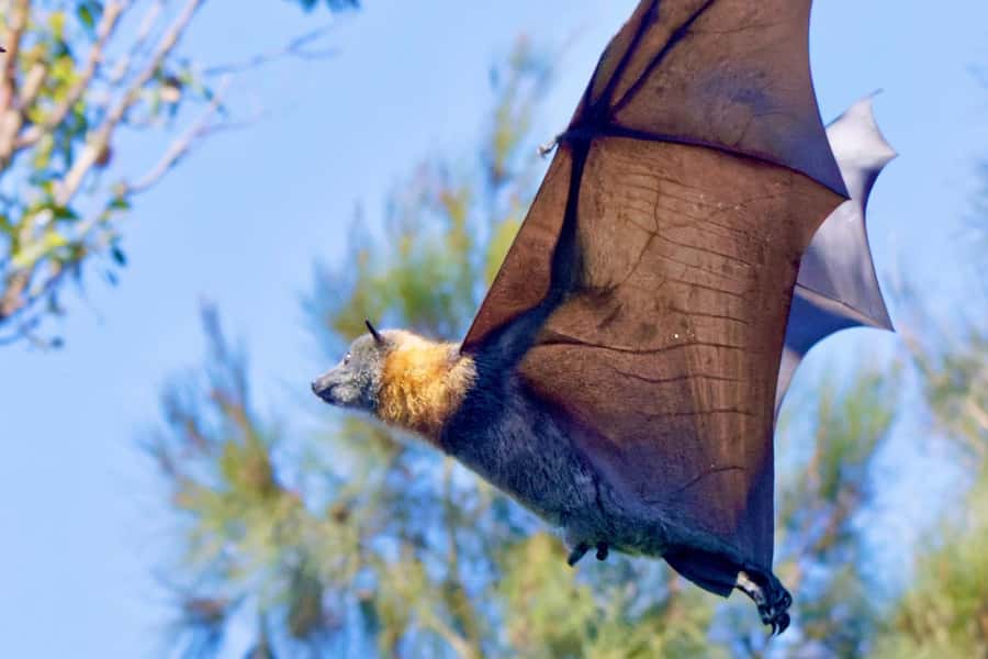 Sydney: Flying Fox Tour, Australia's Largest Bats - Key Highlights I’d Prioritize