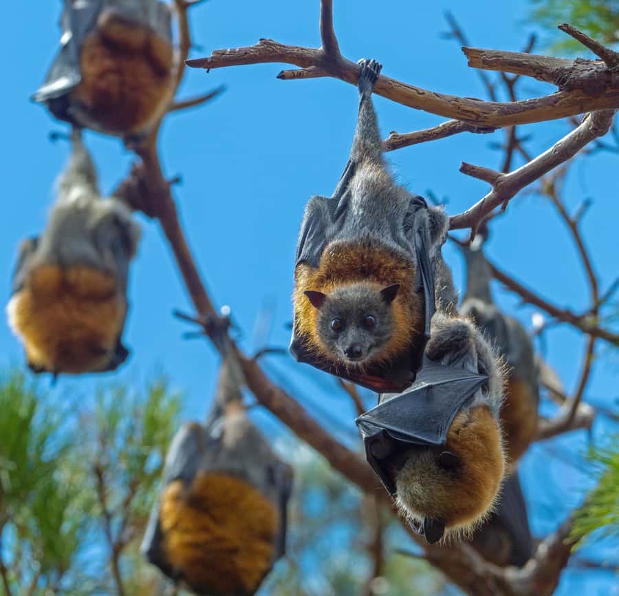 Sydney: Flying Fox Tour, Australia's Largest Bats - First Look: What Makes This Sydney Flying Fox Tour Different