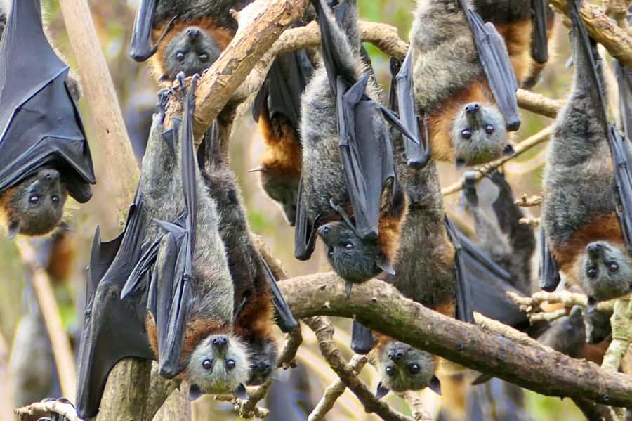 Sydney: Flying Fox Tour, Australia's Largest Bats - Daytime Wildlife Viewing: The 75-Minute Window That Counts