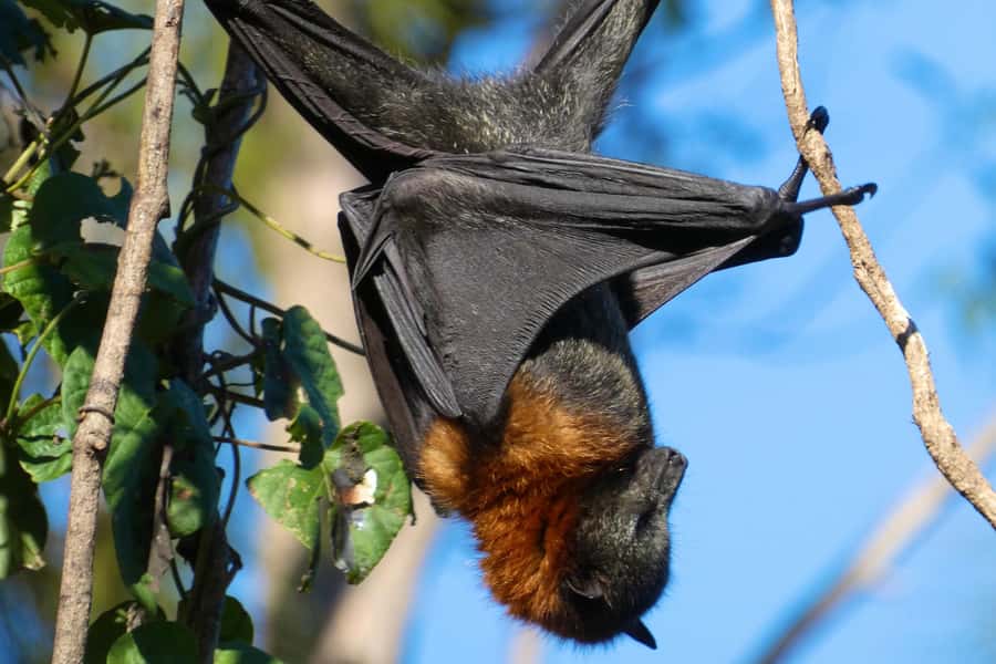 Sydney: Flying Fox Tour, Australia's Largest Bats - Photography Setup: Super Zoom Cameras and Binoculars Included