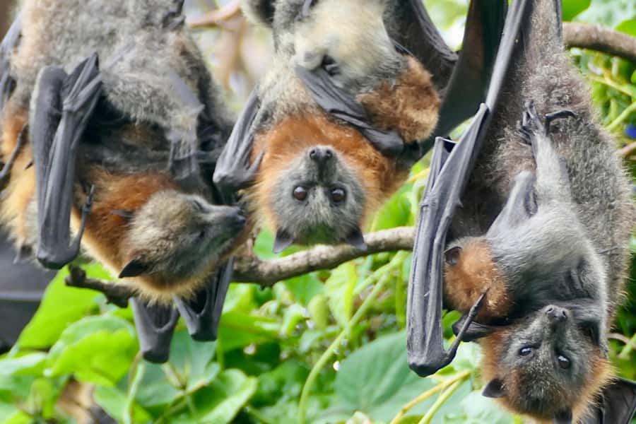Sydney: Flying Fox Tour, Australia's Largest Bats - Snacks, Water, and the Small Comforts That Add Up