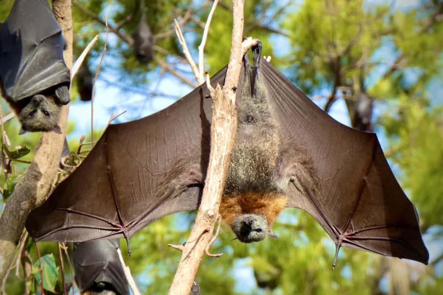 Sydney: Flying Fox Tour, Australia's Largest Bats - What the Guide Brings (Damon and Dave Make a Difference)